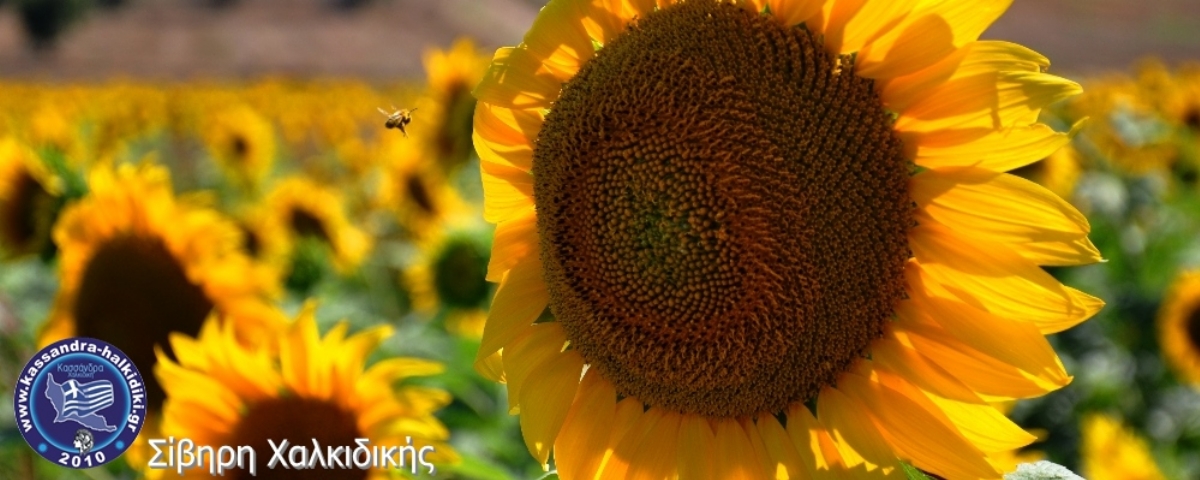 stefani-sunflowers-nikon2014-03000-logo_1200x480